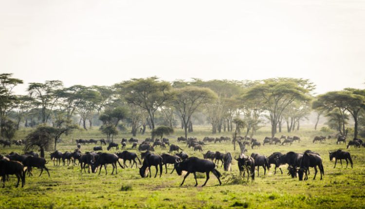 Tanzania, Serengeti National Park, Sanctuary Kichakani Serengeti Camp